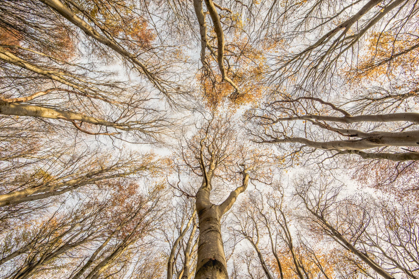 "Beech for the Sky" – Graham Niven, Wild Woods Winner. Taken with Nikon D850 with Nikon 16-35mm f/4 lens. 16mm; 1/50th second; f/9; ISO 100