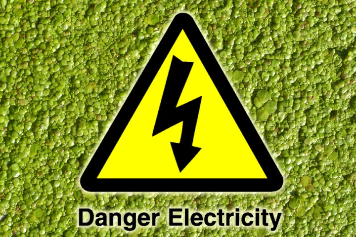 Plants, including algae blooms such as this, could be a source of high-efficiency, clean bioelectricity