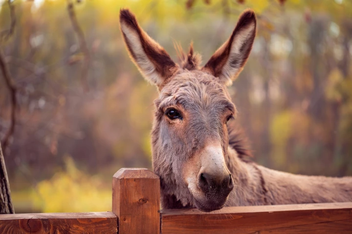 The humble donkey might be our best hope of a natural solution to fighting ticks and the diseases they carry