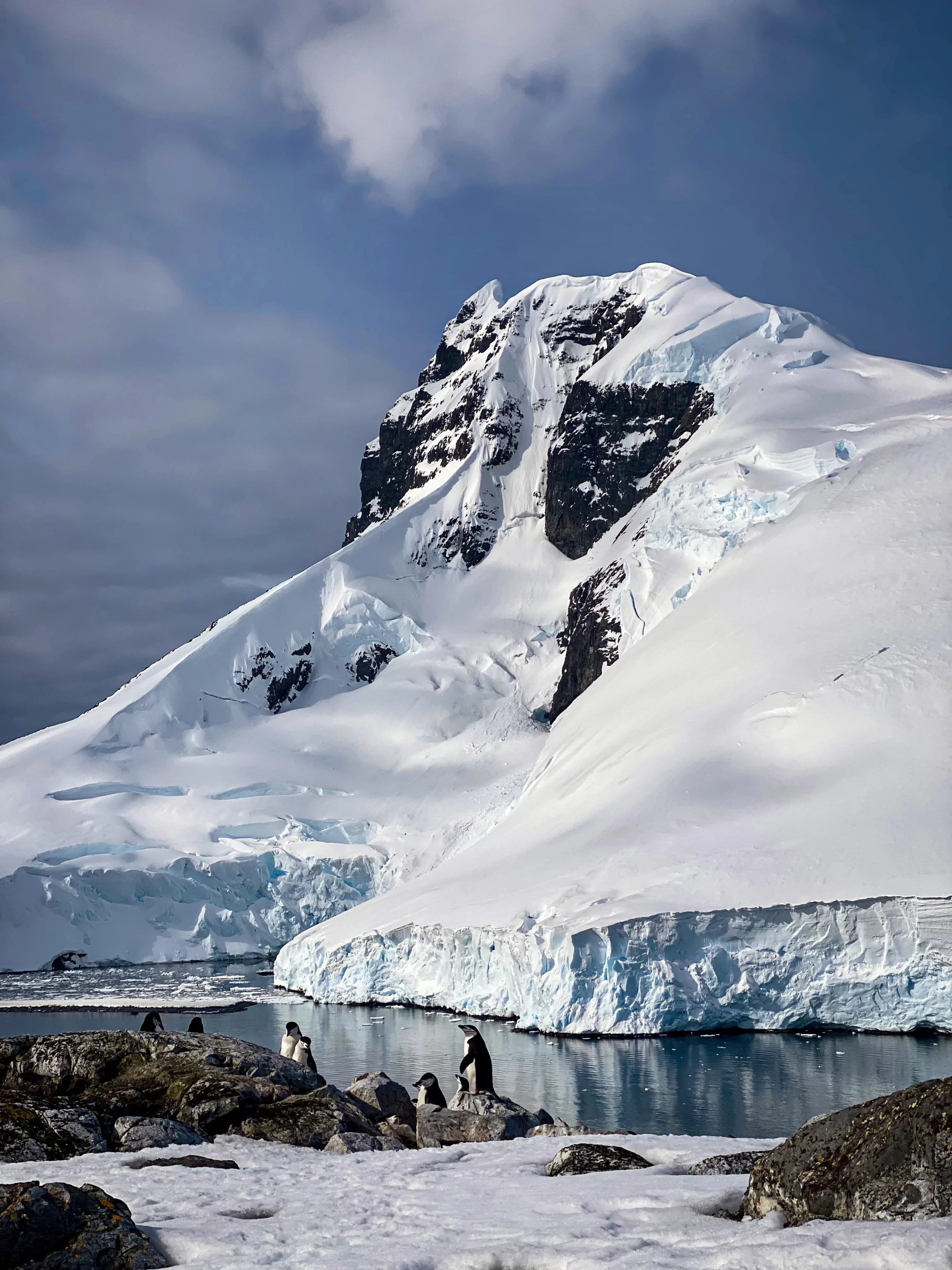 Chinstrap penguins at Palaver Point