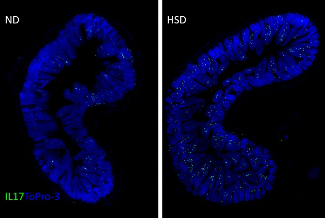 White blood cells that produce a protein called IL-17 (green) accumulate in large numbers in the small intestine of mice fed a high-salt diet for eight weeks (right), compared with mice fed a normal diet – this magnified image shows cells in a part of the intestinal layer that absorbs digested food and protects against infection
