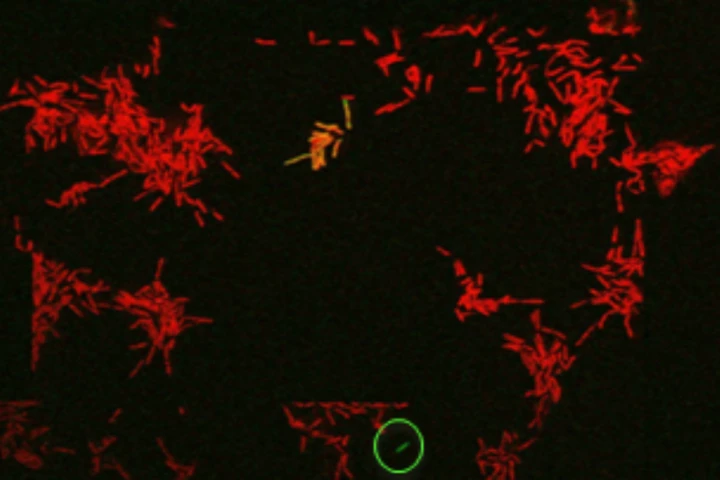 In colonies of E. coli, a few cells may become "persisters," surviving after a round of antibiotics