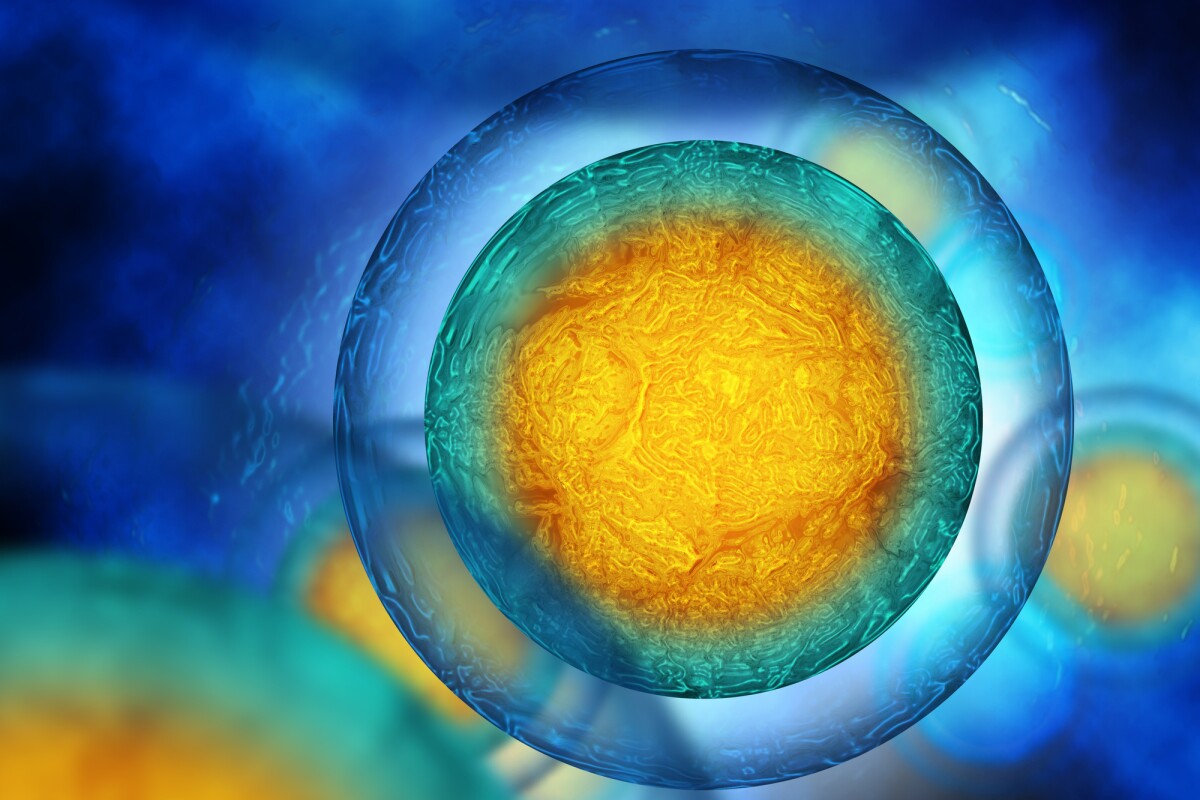 Restoring a deficient "motor" protein could improve fertility success