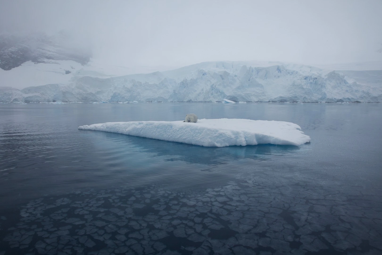 A weddell seal sleeps on sea ice in the Antarctic Peninsula