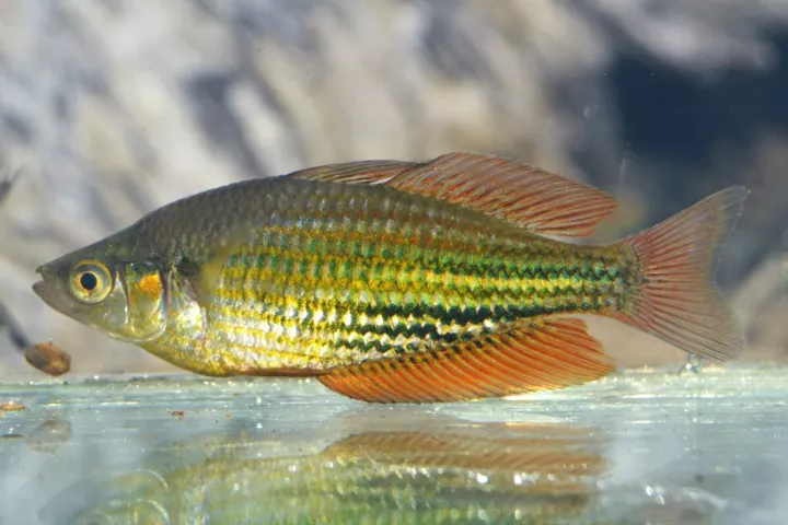 The Running River rainbowfish – no longer #ForeverAlone