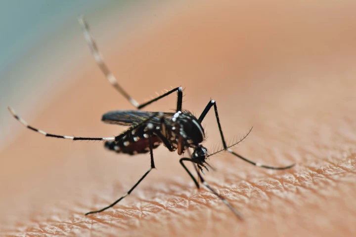 CSIRO scientists have engineered mosquitoes resistant to all four types of dengue virus