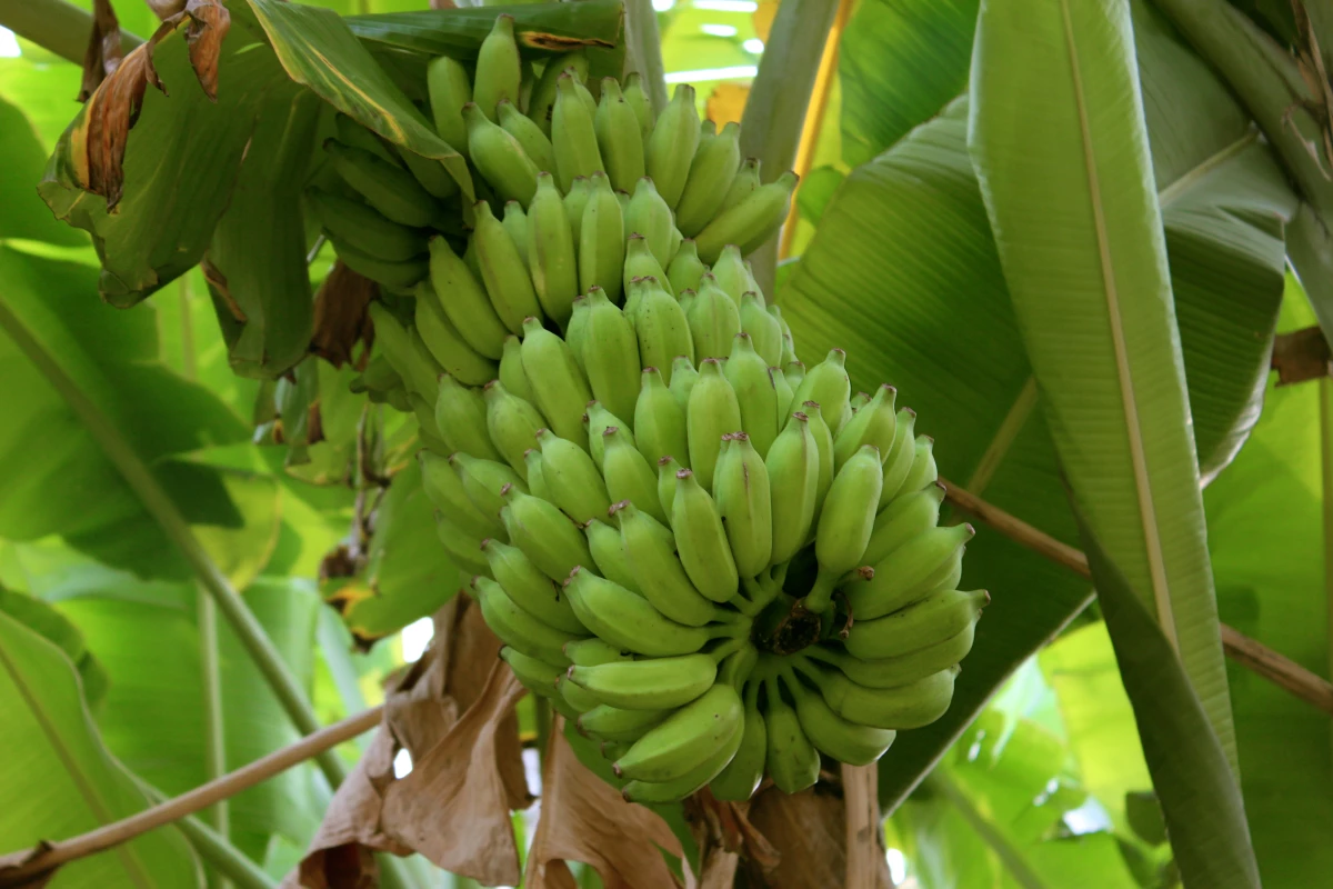 Although all plants are a potential source of nanocellulose, banana plants' high cellulose content makes them particularly well-suited – along with the fact that new plants are grown every year