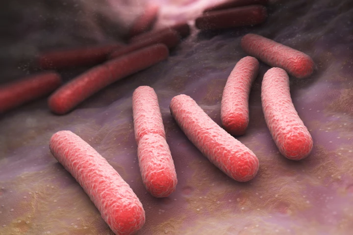 E. coli O157:H7 bacteria light up when infected with the Purdue virus