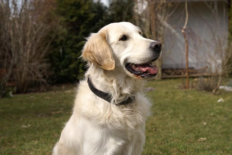 GEODOG in use