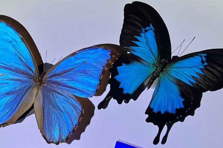 A new thin film, inspired by the vibrant colors of butterfly wings, could help passively cool cars and buildings