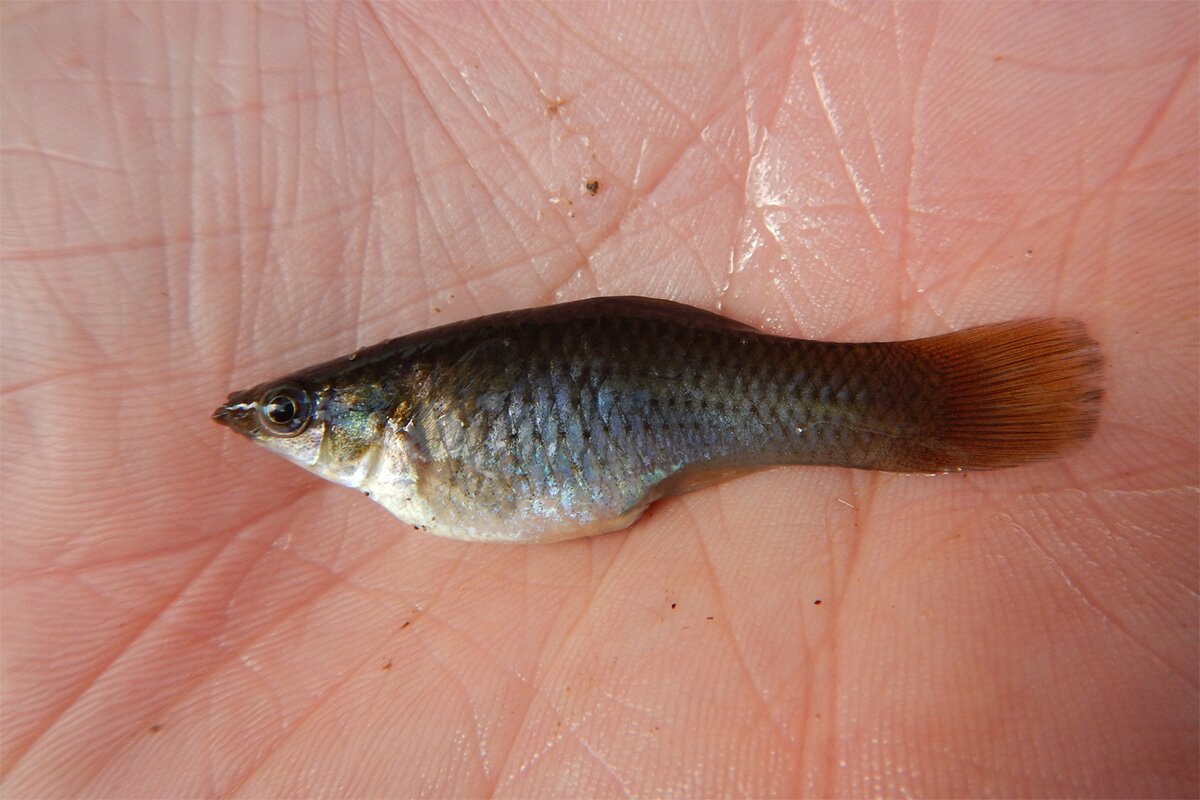 This all-female fish species reproduces without sex by cloning itself