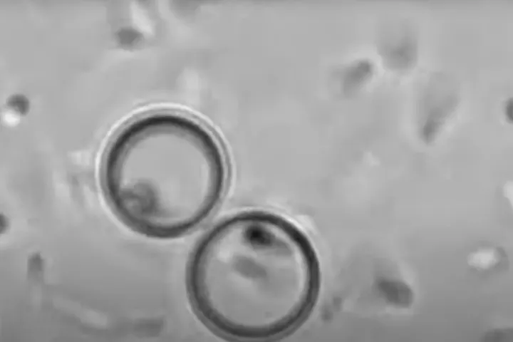 Researchers have created artificial cells that can ingest, process, and expel material