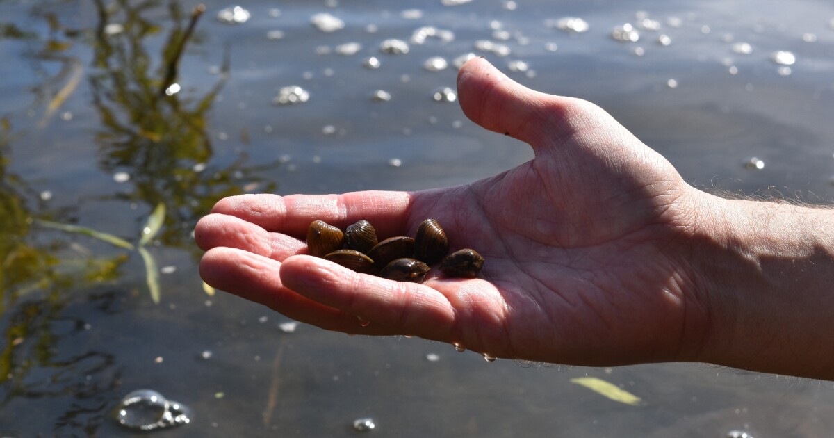Invasive clams tracked by their DNA