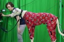 The researchers developed their new motion capture tech by first training it on a range of dogs wearing motion capture suits