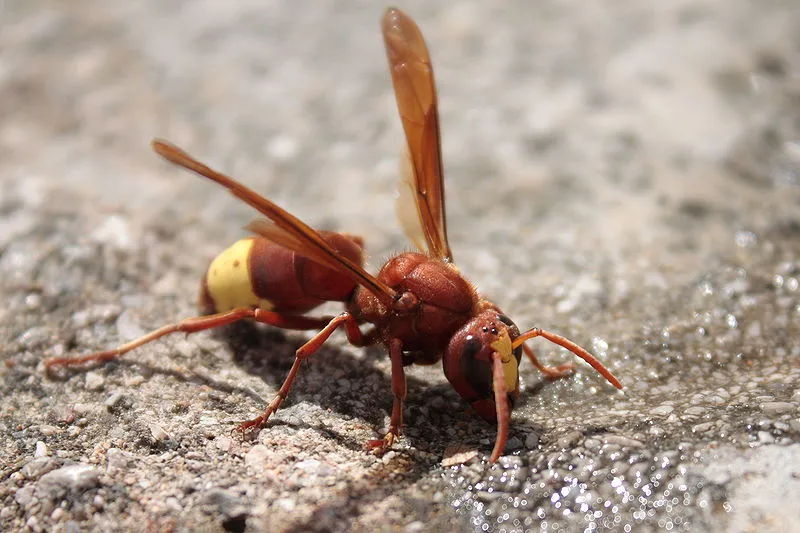 An Oriental hornet, whose yellow and brown exoskeleton is able to turn sunlight into electricity (Photo: Matti Paavola)