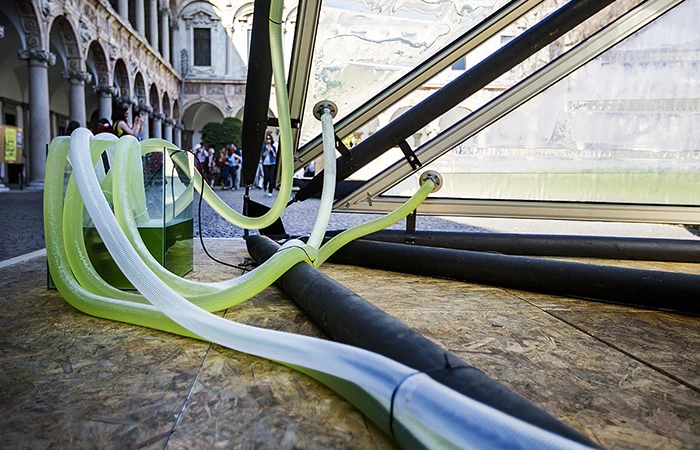 A series of tubes pumps the microalgae fluid around to the panels.