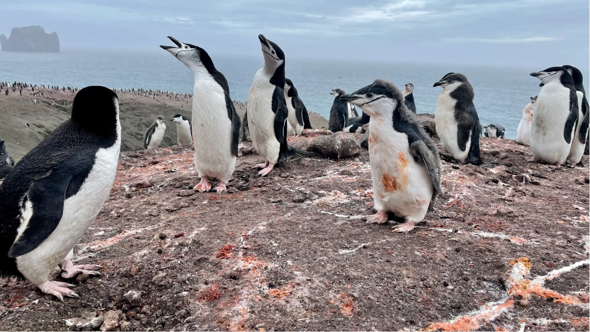 Circle of life: One colony with its guano that the researchers studied
