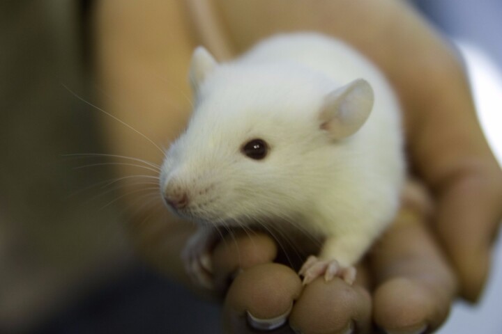 In rat trials, burn scars were reduced in size by 58 percent by the end of a 20-day treatment period