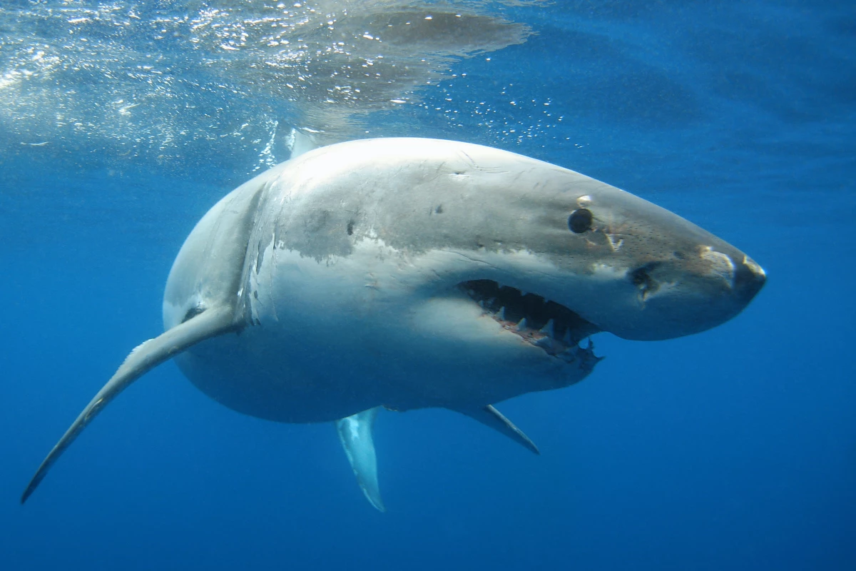Great white sharks may get big when they grow up, but the babies are still relatively small and in need of protection from predators