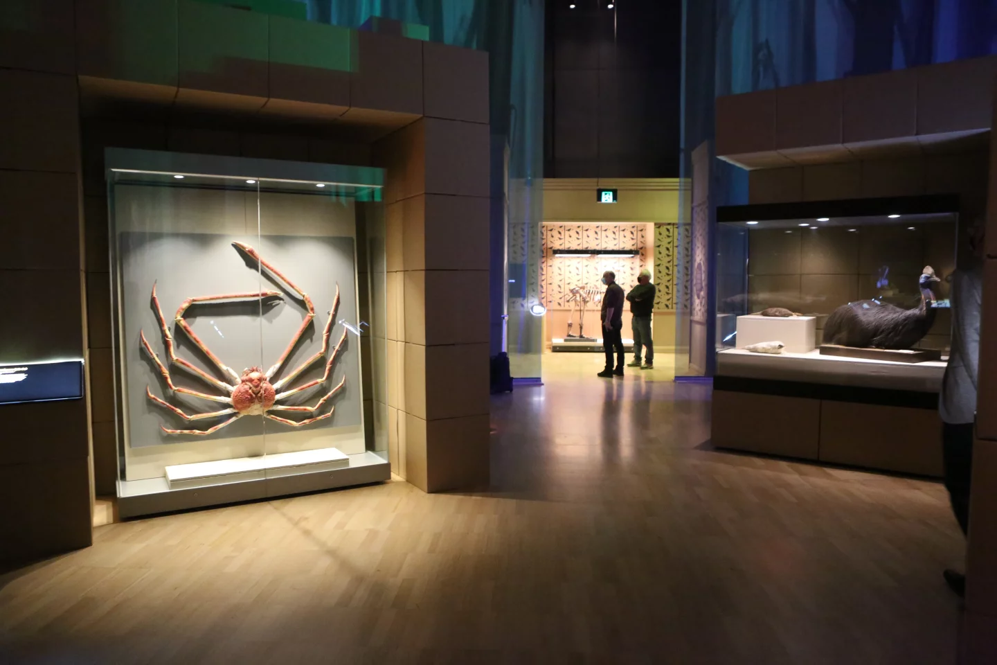 Some of the exhibit's larger specimens, including a Japanese giant crab (left) and a cassowary (right)