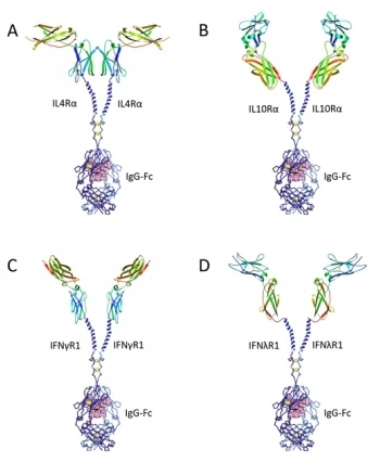 Schematic illustrations of the newly developed proteins