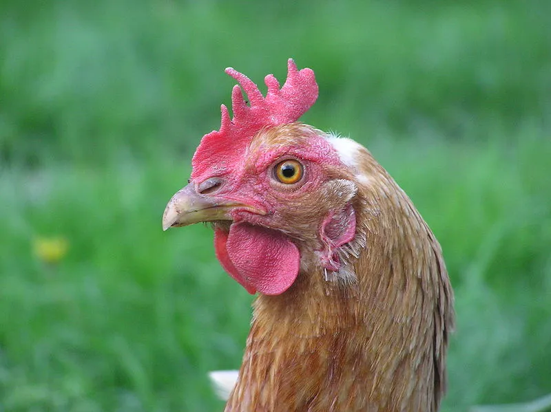 Scientists have used waste chicken feathers to create a strong, water-resistant thermopolastic film (Photo: Filip Maljkovic)