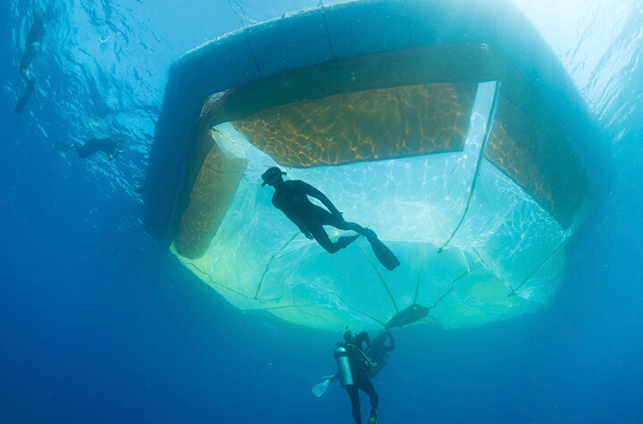 Underwater view of a floating coral nursery