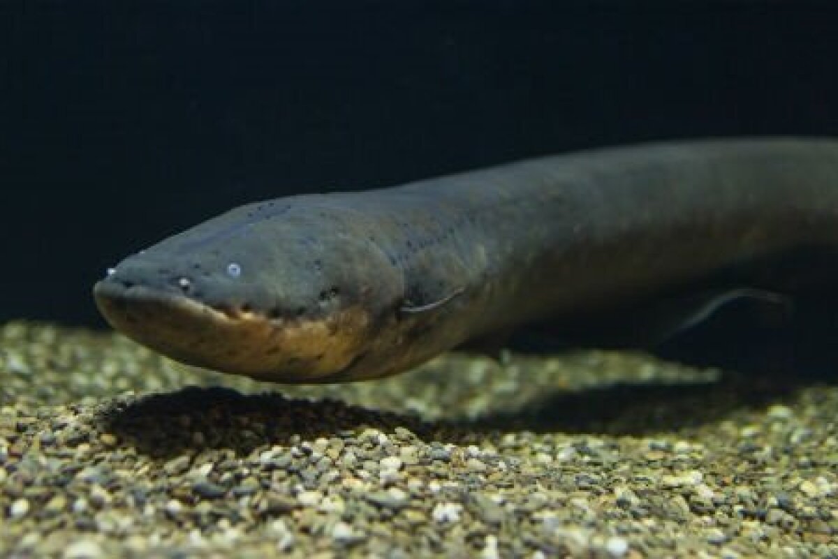 New species of electric eel is the most shocking animal