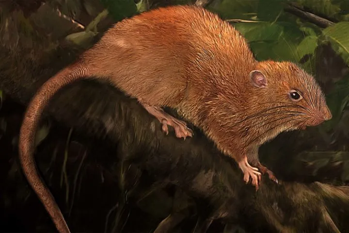 An artist's rendition of the recently discovered species Vangunu giant rat (Uromys vika),