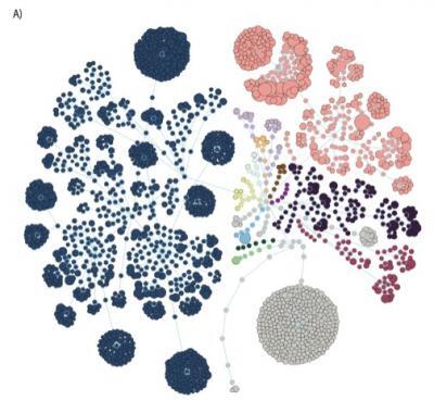Each circle represents a bacterial species, while the different colours mark different bacterial phyla