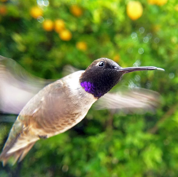 Bird Photo Booth allows amateurs to take close-up, professional-looking photos of birds