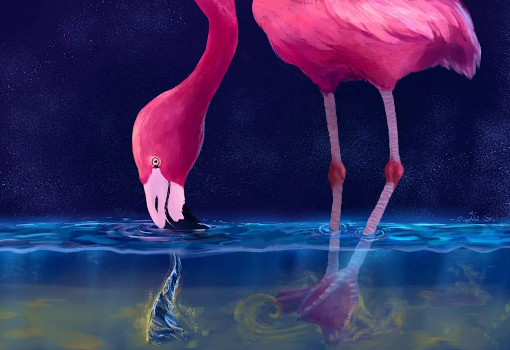 For the first time researchers have captured a novel predatory behavior from flamingos