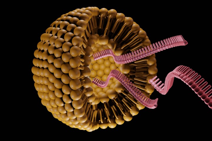Lipid nanoparticles carry mRNA sequences to cancer cells, causing them to produce toxins that kill the tumors