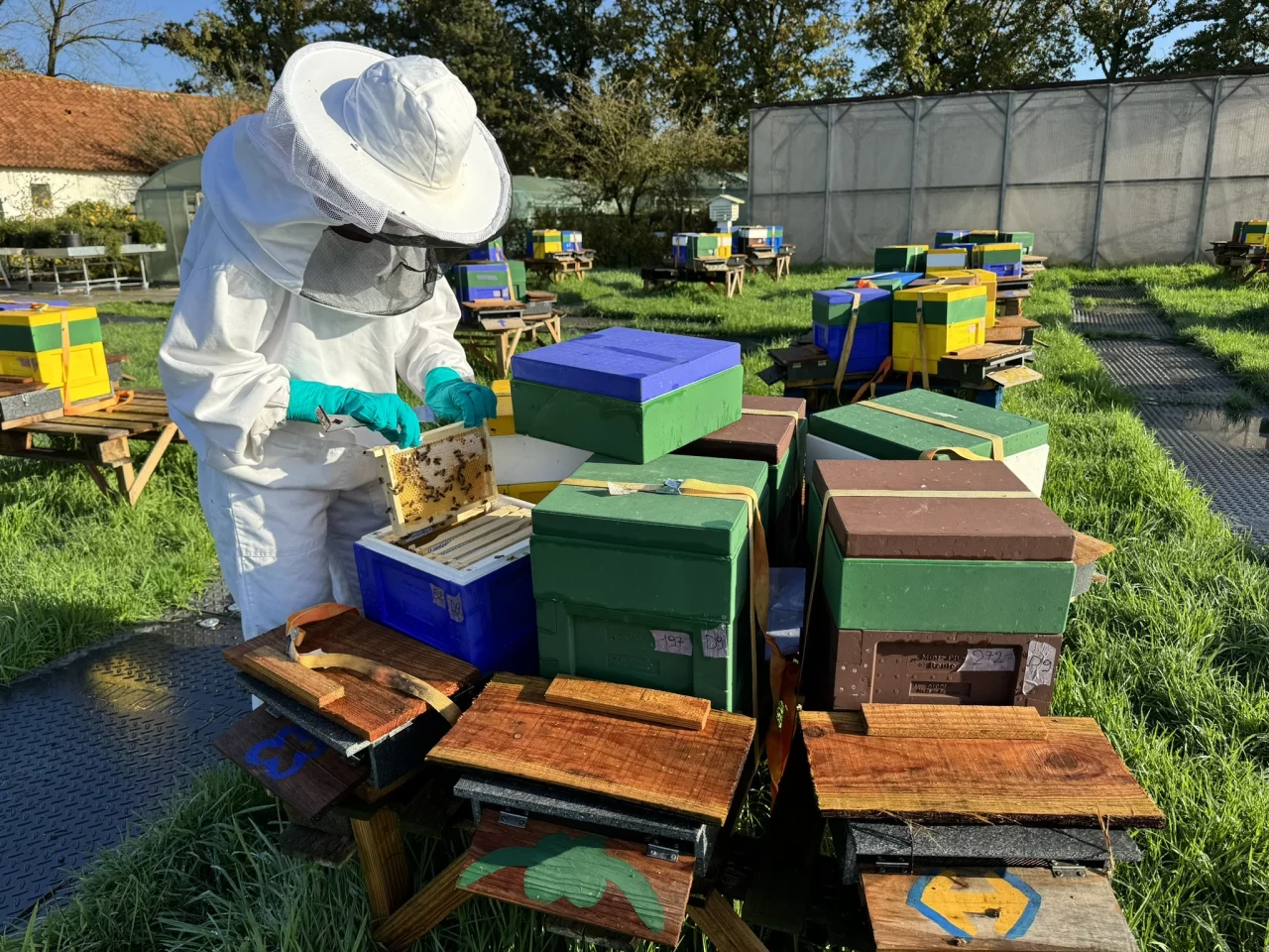 A beekeeper with APIX Biosciences checks out a beehive that was part of the study