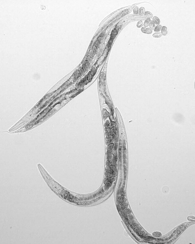 If you are a bacteria-eating worm of the species C. elegans, genetic modifications that raise your free radical levels don't have the negative effect expected