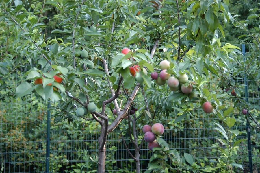 Each tree produces its variety of fruits during summer (Image: Sam Van Aken / Ronald Feldman Fine Art)