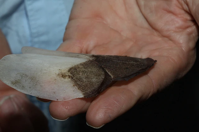 Marc Meyers, a professor of mechanical and aerospace engineering at the Jacobs School of Engineering at UC San Diego, holds two overlapping Arapaima scales