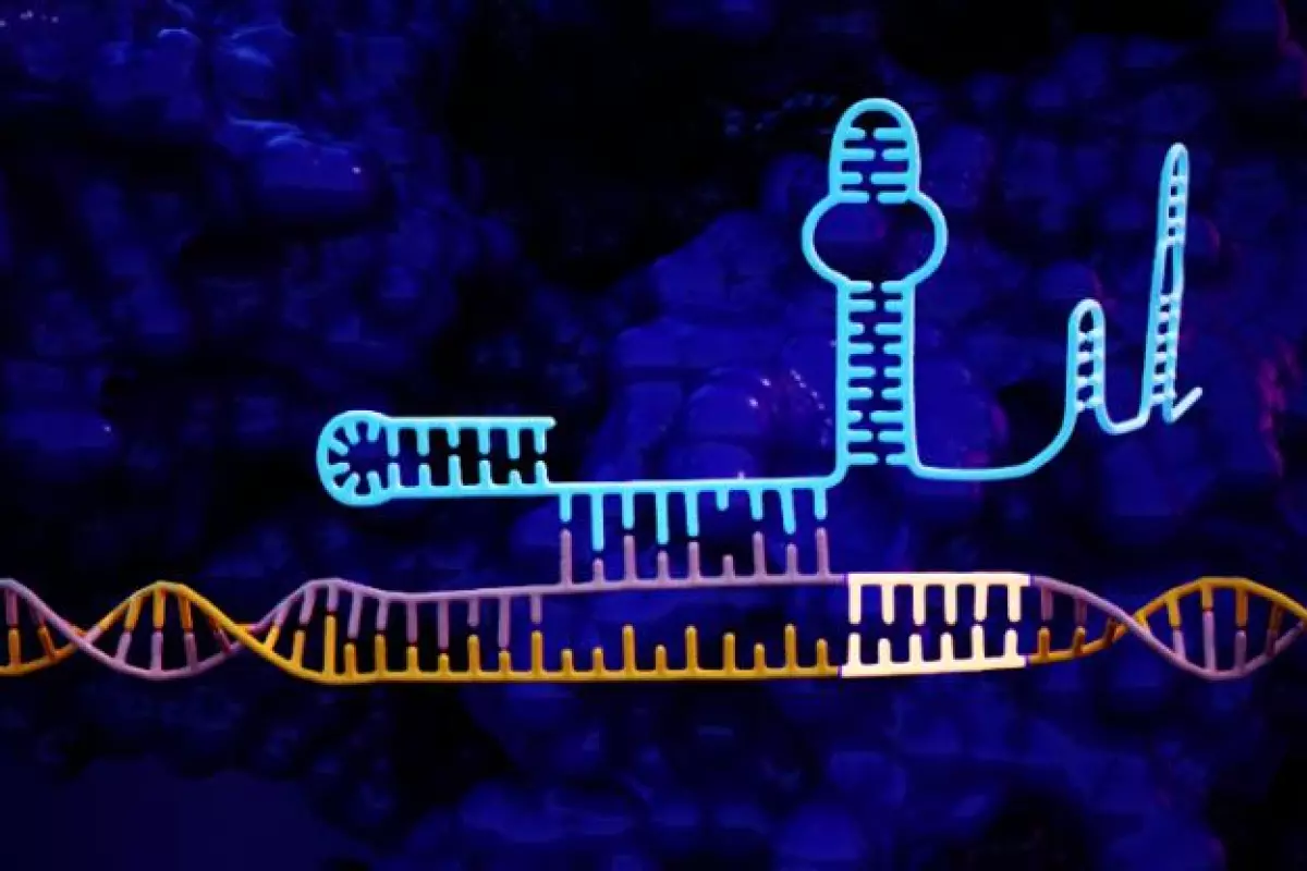 The new hairpin lock – blue section at the top left – folds back on itself until it finds the target DNA sequence