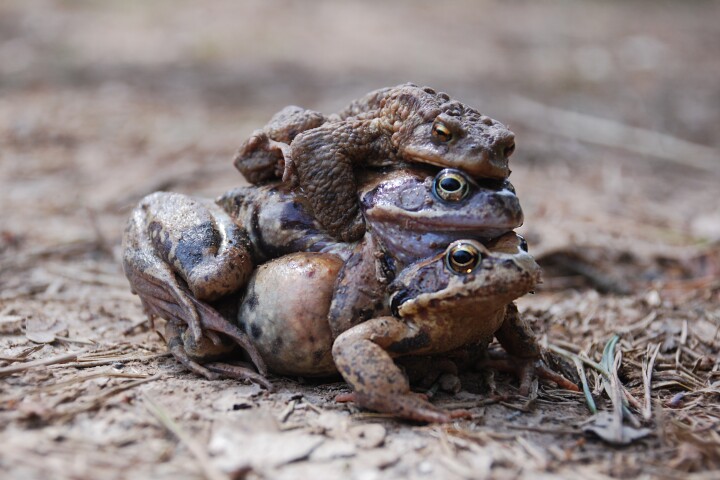 Quality control: The European common frog males play the numbers game in their explosive breeding, but the female has a crafty trick up her sleeve
