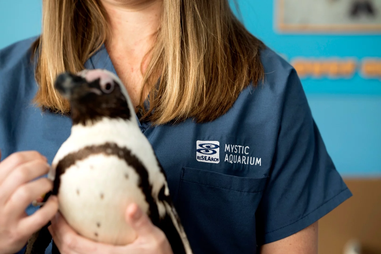 Purps the penguin can now walk just as well as his peers