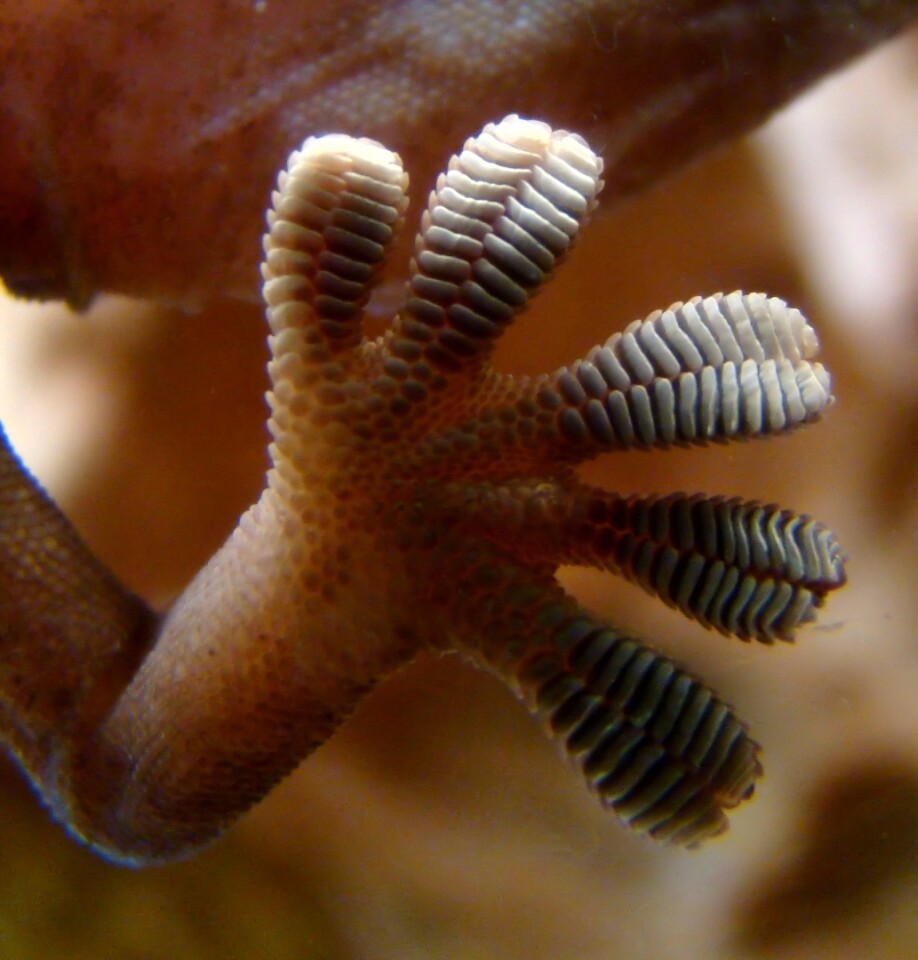 The new NASA tech was biomimetically inspired by the natural climbing aptitude of the gecko