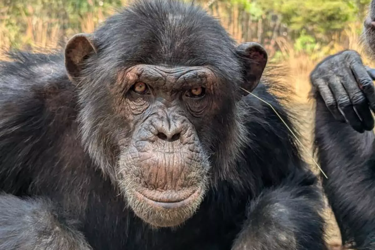 First the chimps started putting a single blade of grass in their ear, and then later, a single blade of grass appeared strategically placed in another part of their body