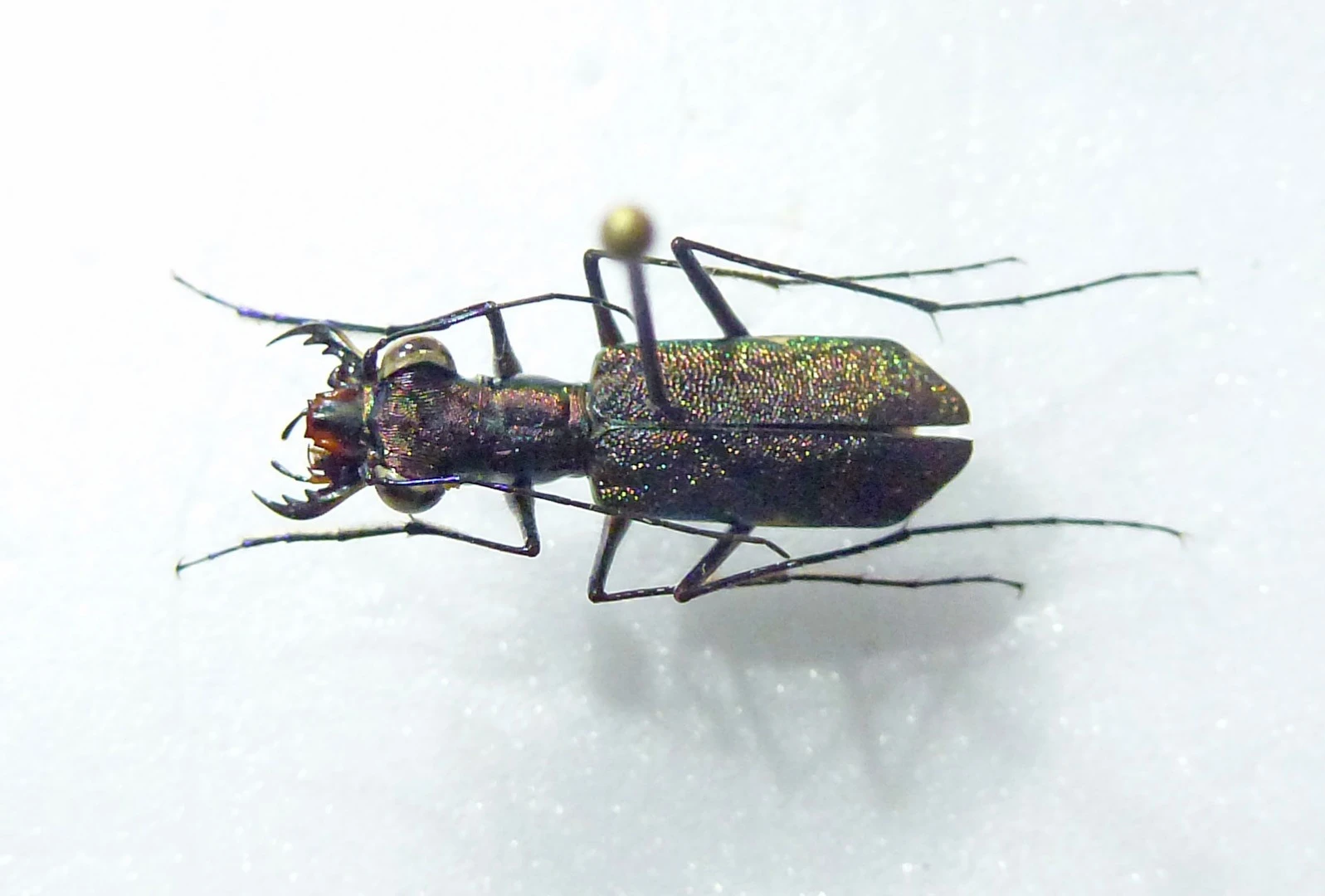 The tiger beetle was thought to be extinct until its rediscovery during this expedition