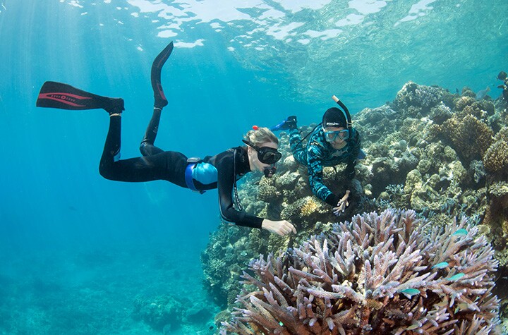 Recent severe bleaching events in the Great Barrier Reef have led to widespread death of the corals making up world’s largest living structure