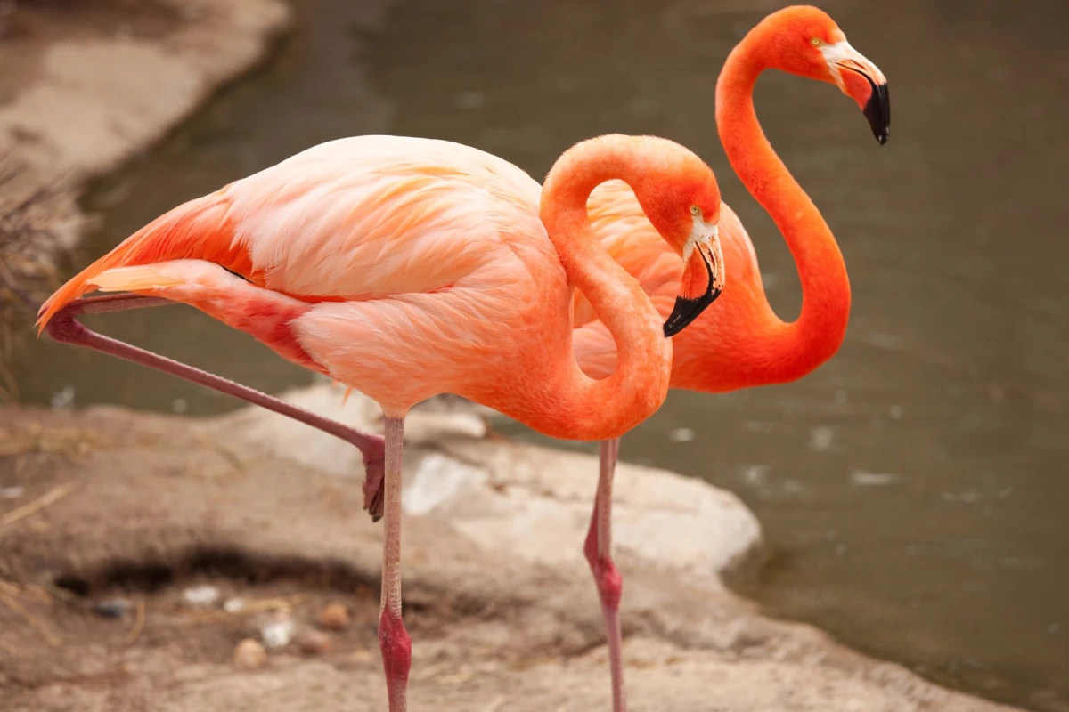 Researchers at Georgia Tech believe they've answered the long-standing mystery of why flamingoes stand on one leg
