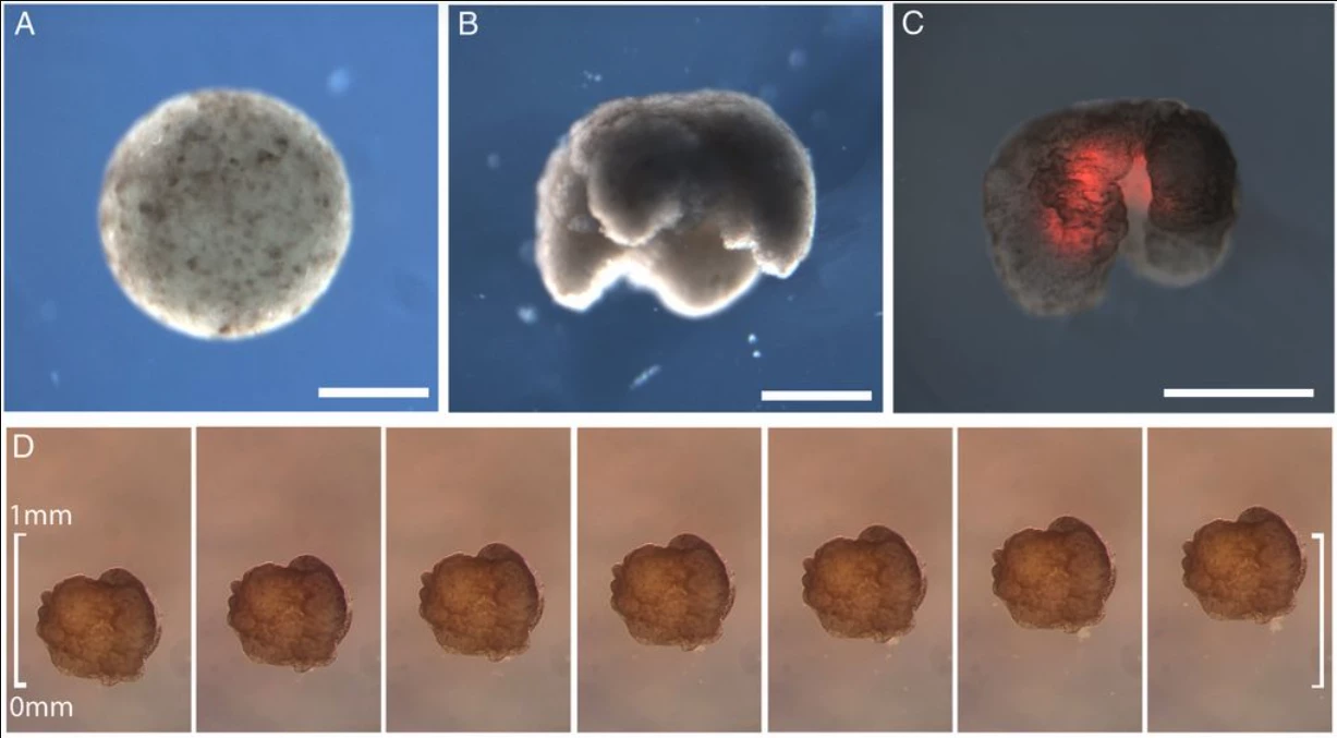 Engineered Xenomorphs: collections of living cells making their way through the world, freed from the obligation to become the organism they were born from
