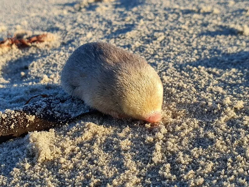 Scientists have rediscovered De Winton's golden mole, 87 years after it was last sighted