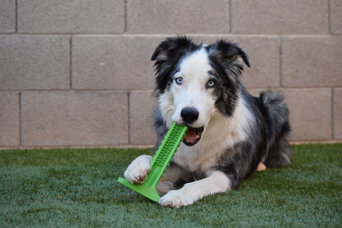 Bristly doggy toothbrush lets your hound do the grunt work