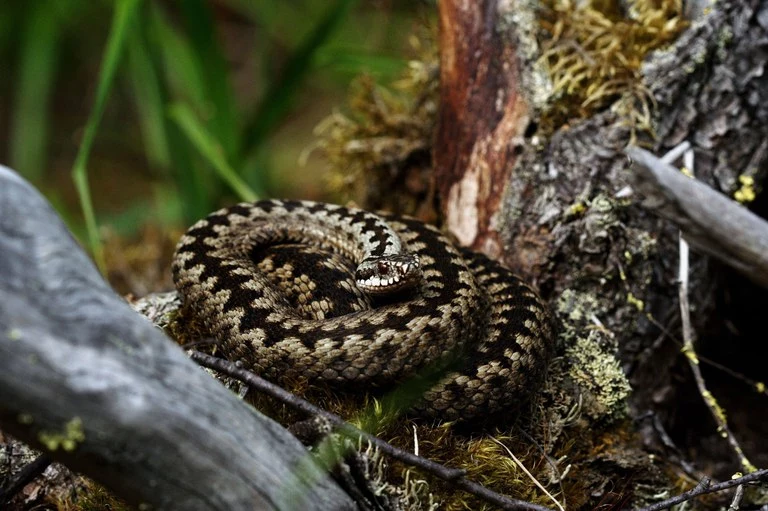 The European viper's zig-zag pattern helps the snake remain undetected, provides a warning of the snake's dangerous defense, and can produce an illusionary effect that may hide the snake's movement as it flees