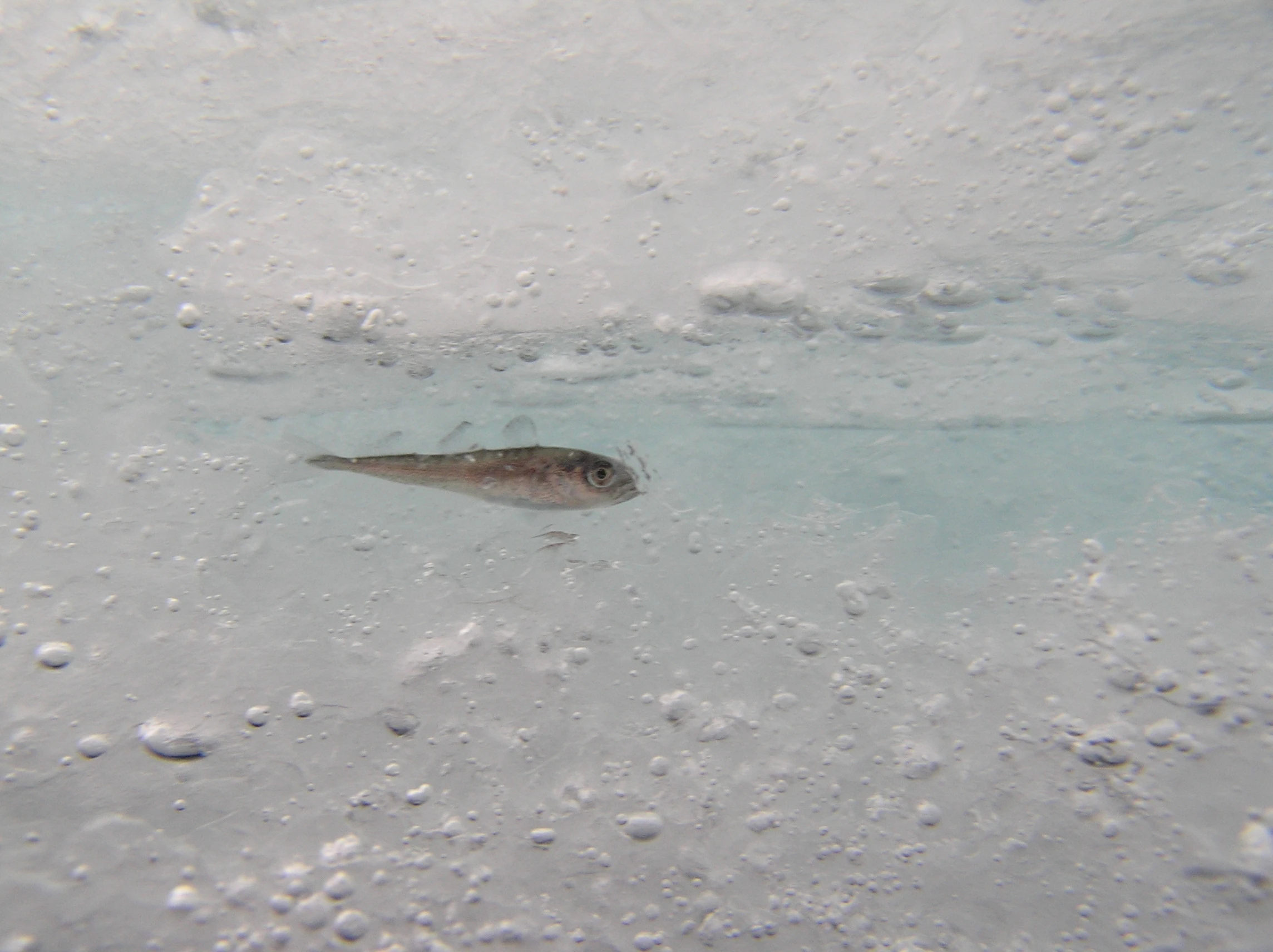 Polymers similar to the proteins found in this Arctic cod could dramatically improve the cryogenic storage of blood